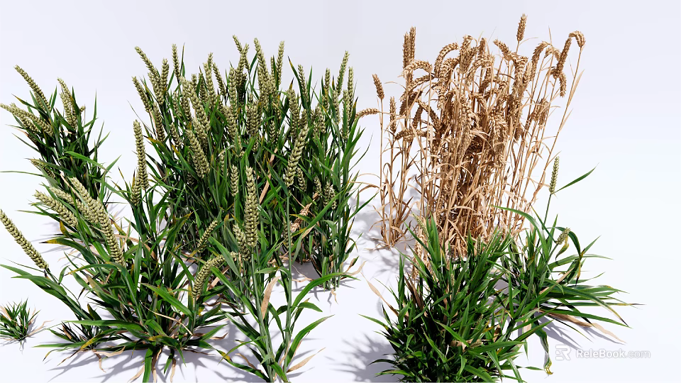 Fresh Green Herb Plants with Dry Brown Stems and Lush Foliage in Natural Setting 3d model 