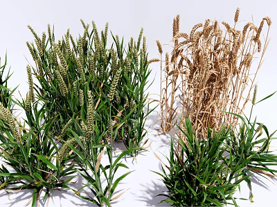 Fresh Green Herb Plants with Dry Brown Stems and Lush Foliage in Natural Setting 3d model