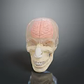 Medical Anatomical Skull Model With Transparent Brain Structure For Human Anatomy Teaching