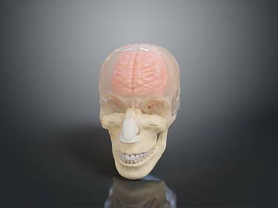 bronze skull human skull skeleton medicine medical props 3d model