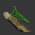 Green Praying Mantis Standing On Natural Wooden Log Against Gray Background