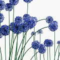 Blue Spherical Flowers With Slender Stems And Green Grass Like Leaves