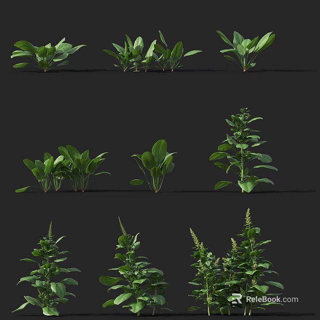 Various Green Plants With Different Leaf Shapes For Indoor Decoration 3d model