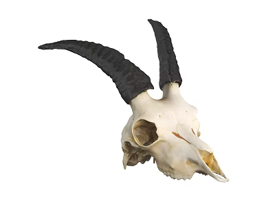 Detailed Sheep Skull Sculpture With Natural Black Horns And Realistic Design 3d model