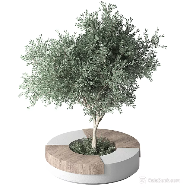 Lush Olive Tree Growing in Circular Planter with Wooden and White Segments and Green Grass 3d model 
