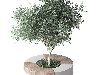 Lush Olive Tree Growing in Circular Planter with Wooden and White Segments and Green Grass 3d model