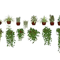 Lush Hanging Basket Plants for Indoor Decor with Various Green Species