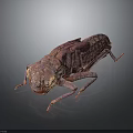 Red Beetle Insect With Detailed Rough Texture On 3D Rendered Gray Background