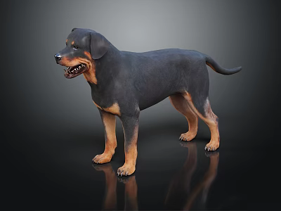 Black and Tan Rottweiler Dog Standing on Shiny Black Background with Reflection 3d model