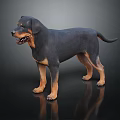 Black and Tan Rottweiler Dog Standing on Shiny Black Background with Reflection 3d model