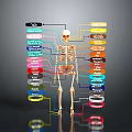 Anatomical Human Skeleton Diagram Showing Organs And Hair With Colorful Labels