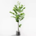 Lush Green Bonsai Potted Plant With Graceful Branches And Decorative Ceramic Pot