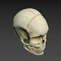 Detailed Human Skull 3D Render With Bone Color And Dark Background 3d model