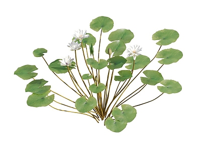 modern water lily lilac water lily aquatic plant 3d model