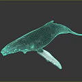 Detailed Whale Model With Dark Body And White Fins On Black Background