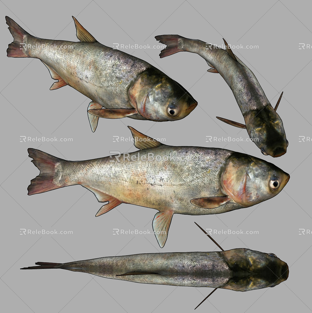 Modern silver carp 3d model