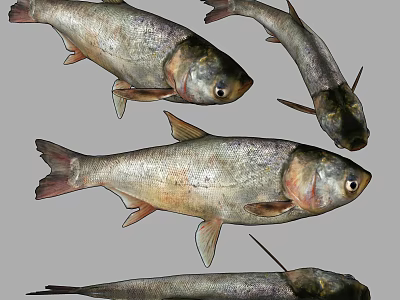Silver Scaled Aquatic Fish With Natural Features And Fresh Appearance Displayed Together 3d model