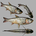 Modern silver carp 3d model