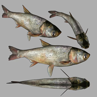 Silver Scaled Aquatic Fish With Natural Features And Fresh Appearance Displayed Together 3d model
