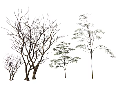 Arbor Trees Displaying Bare Branches and Leafy Foliage with Various Sizes and Natural Silhouette 3d model