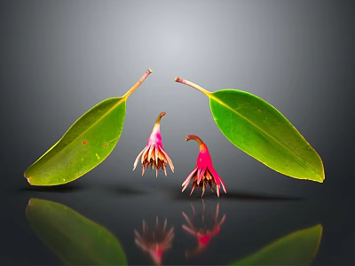 Fresh Green Leaves And Pink Blooms On Reflective Surface With Clear Reflections 3d model