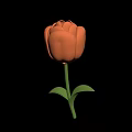 Vibrant Orange Tulip Plant with Green Stem and Fresh Healthy Leaves
