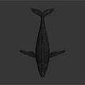 Realistic 3D Whale Model with Detailed Body Fins and Dark Background