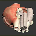 3D Heart Model Medical Device with Detailed Structure for Surgical Training and Education