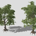 Multiple Lush Green Trees With Aerial Roots Against Gray Background
