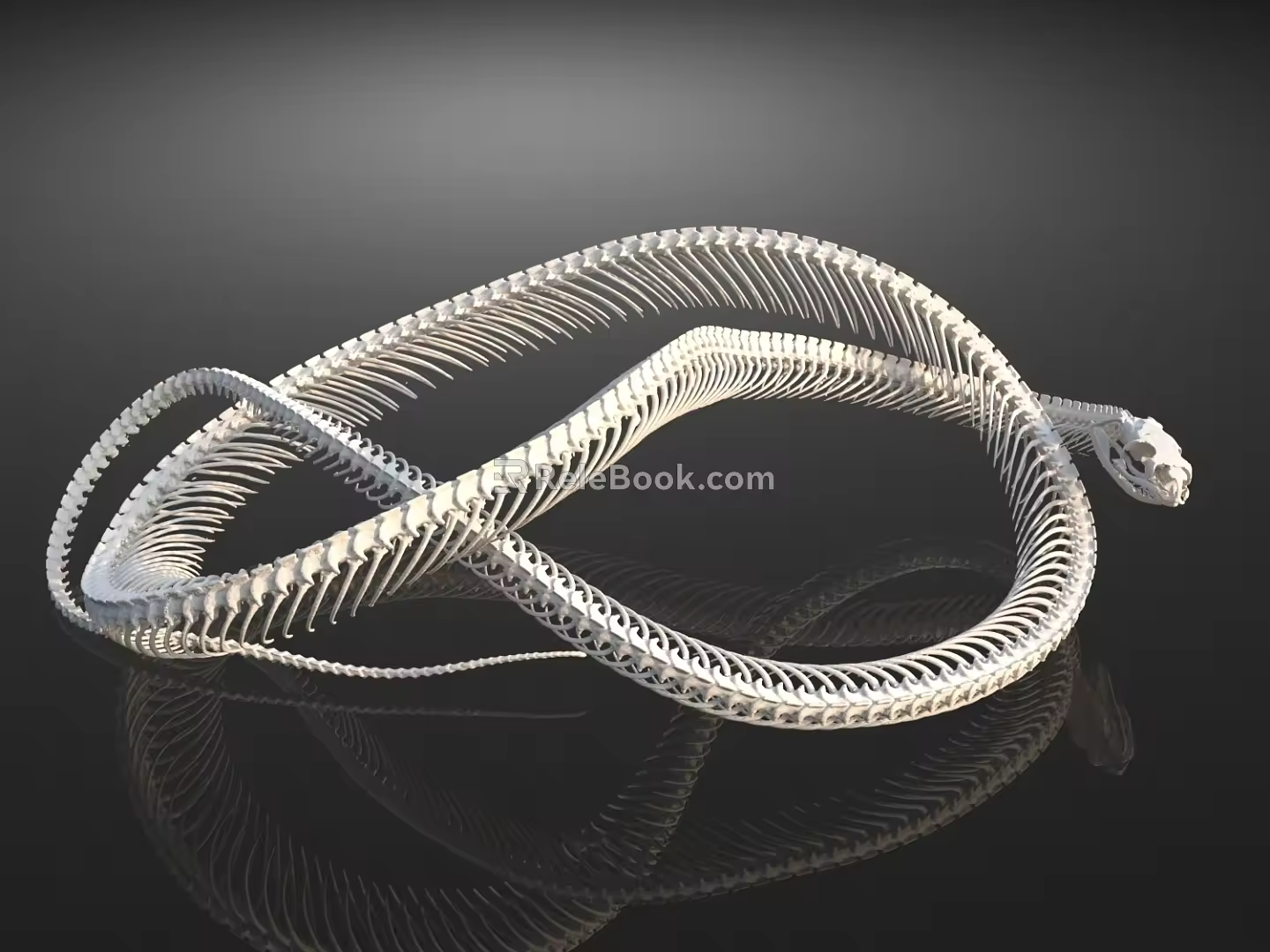 snake bones snake remains 3d model
