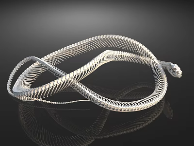 Snake Skeleton Anatomical Model Medical Device For Educational And Research Use 3d model