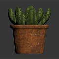 Succulent Plant with Green Spotted Fleshy Leaves in Rustic Terracotta Pot on Dark Reflective Surface