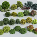 Various Colorful Shrubs with Rounded and Spherical Shapes for Garden Landscaping