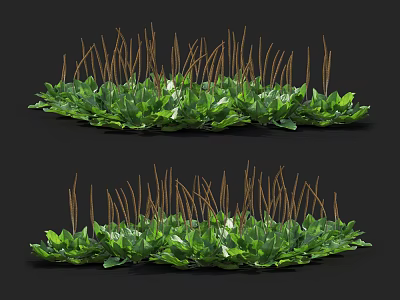 Fresh Green Leafy Plants with Brown Slender Stems and White Flowers 3d model