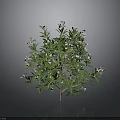 Ornamental Plant With Green Leaves And White Small Flowers In Dark Background