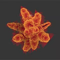 Tropical Fish Swimming Around Red And Yellow Coral Structure On Dark Background With Reflection