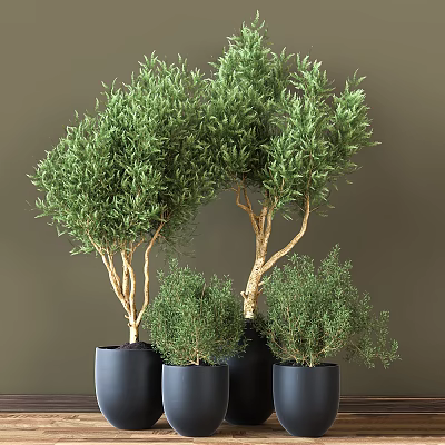 Bonsai Potted Plants With Green Foliage In Black Pots And Natural Shapes 3d model Bonsai Potted Plants With Green Foliage In Black Pots And Natural Shapes 3d model