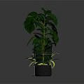 Various Indoor Houseplants With Green Leaves In Decorative Pots And Stand
