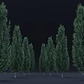 Green Upright Shrubs Neatly Arranged in a Row with Dense Foliage for Landscaping Visual Appeal