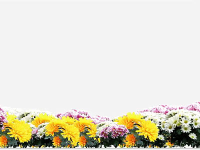 Vibrant Yellow Pink and White Flowers Blooming in Garden Floral 3d model