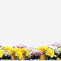 Vibrant Yellow Pink and White Flowers Blooming in Garden Floral
