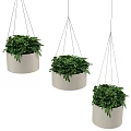 Three White Hanging Planters with Lush Green Foliage for Indoor Decor