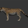 3D Leopard Model With Spotted Coat Standing On Reflective Gray Surface