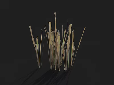 Natural Grass Plants with Light Brown Green Blades on Dark Background 3d model