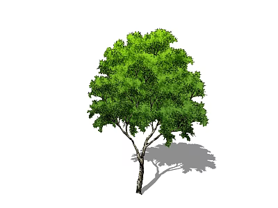 Lush Green Arbor With Dense Foliage And Strong Trunk Casting Shadow 3d model