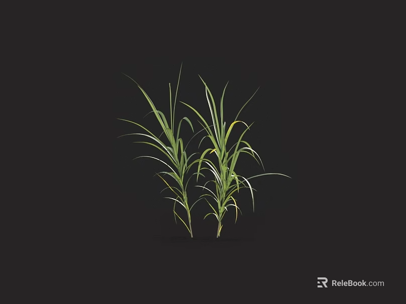 Tall Green Grass With Slender Leaves Isolated On Dark Background 3d model 