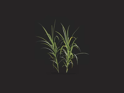 Tall Green Grass With Slender Leaves Isolated On Dark Background 3d model
