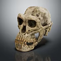 High Quality Medical Device Human Skull Model for Medical Education Anatomical Study