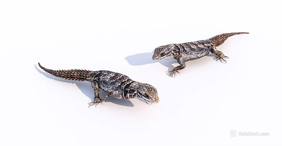 Two Reptile Lizards With Detailed Skin Patterns On White Background 3d model 