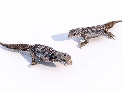Two Reptile Lizards With Detailed Skin Patterns On White Background 3d model
